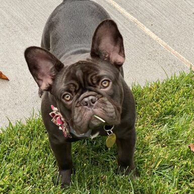 Coco’s Litter Coming Soon!