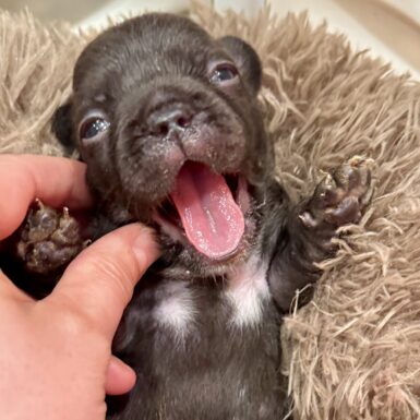 Lil’ Coco